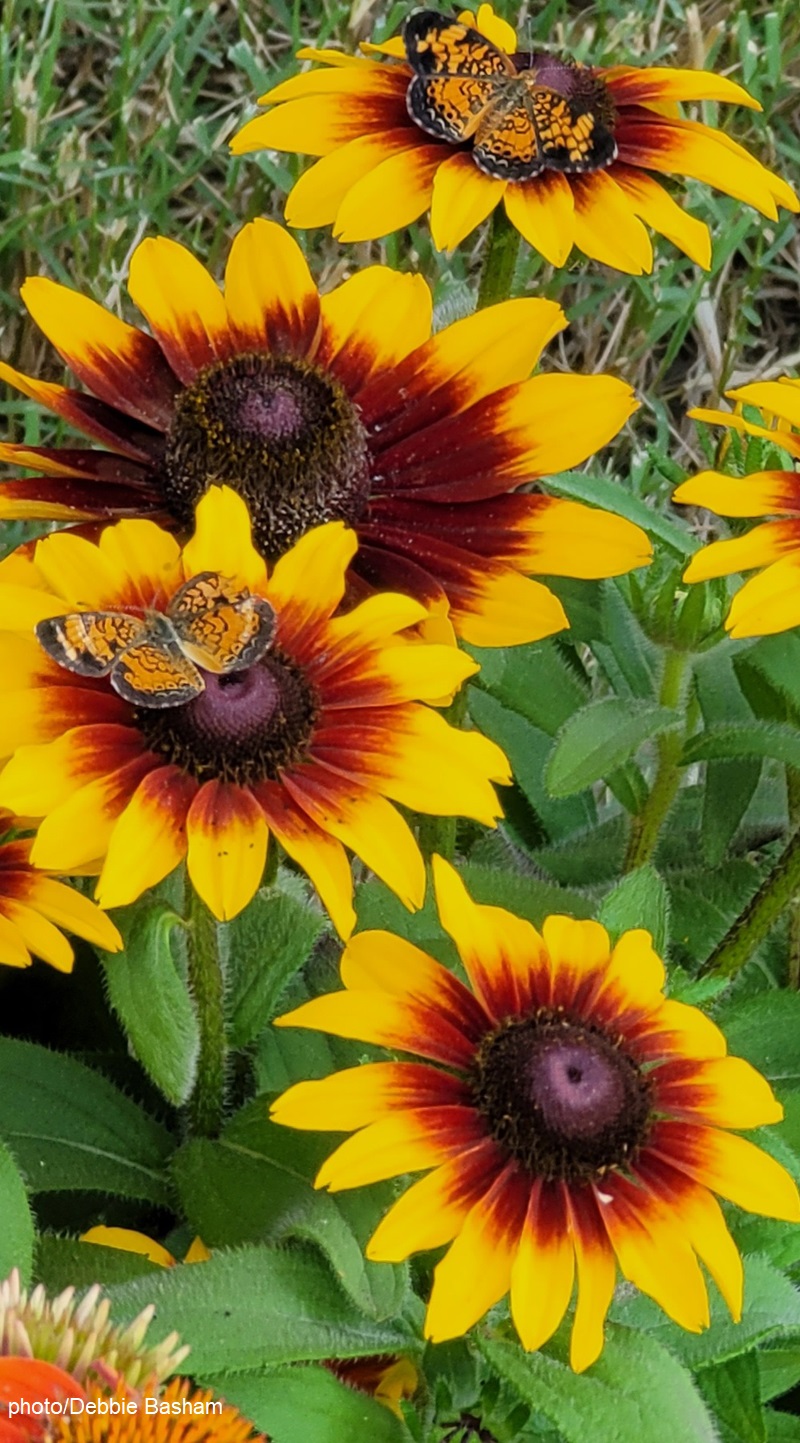 Crescent butterflies on rudbeckia photo by Debbie Basham Central Texas Gardener