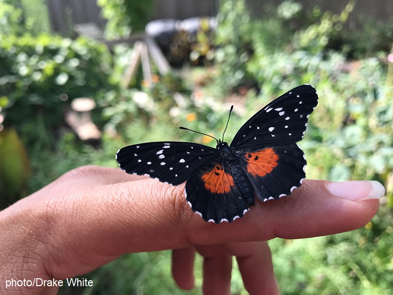 Crimson Patch butterfly on finger