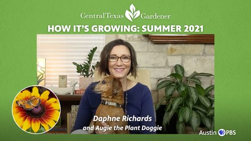 Daphne Richards and Augie dachschund What's Growing On