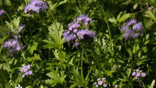 Gregg's mistflower