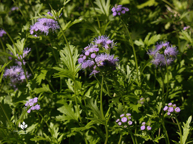 Gregg's mistflower