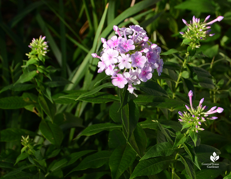 John Fanick Phlox paniculata