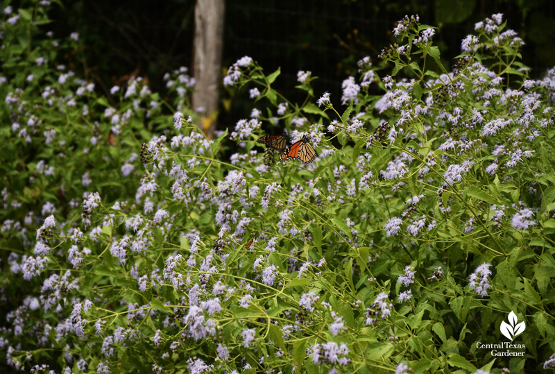 blue boneset (Conoclinium coelestinum)