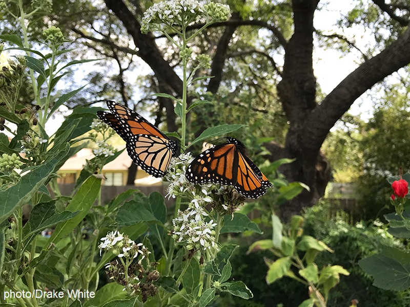 Monarch butterflies on white flowers