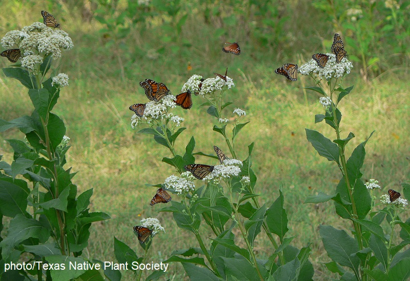 Monarch butterflies on frostweed flowers