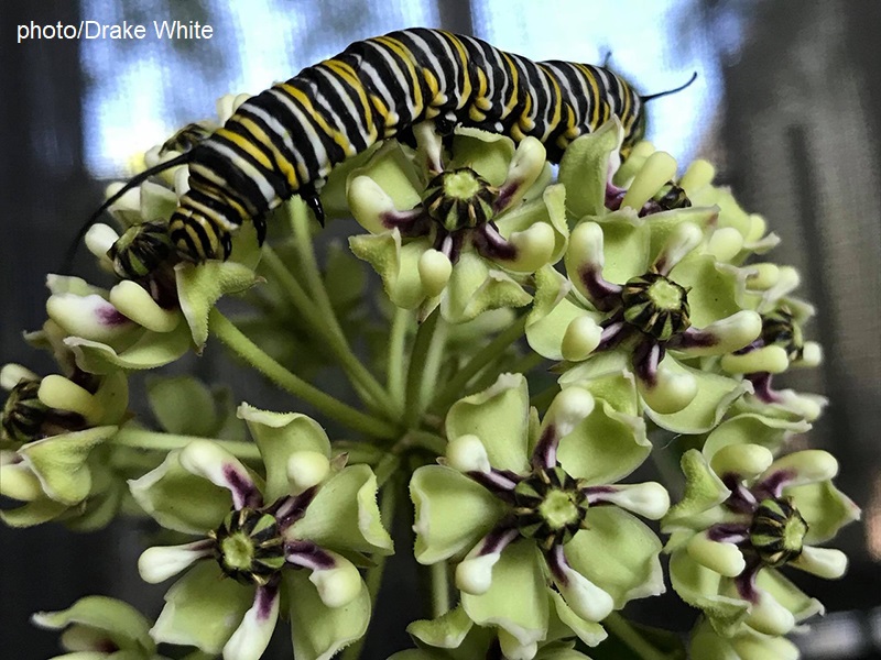 Monarch caterpillar on antelope-horns milkweed 