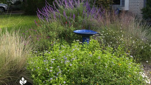 Salvias, Muhly grass, Gregg's mistflower, zexmenia, gaura