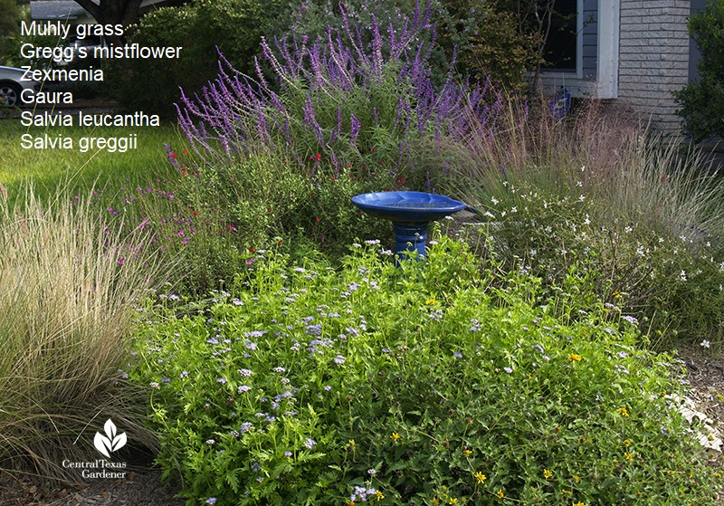 Muhly grass, Gregg's mistflower, zexmenia, gaura, salivas