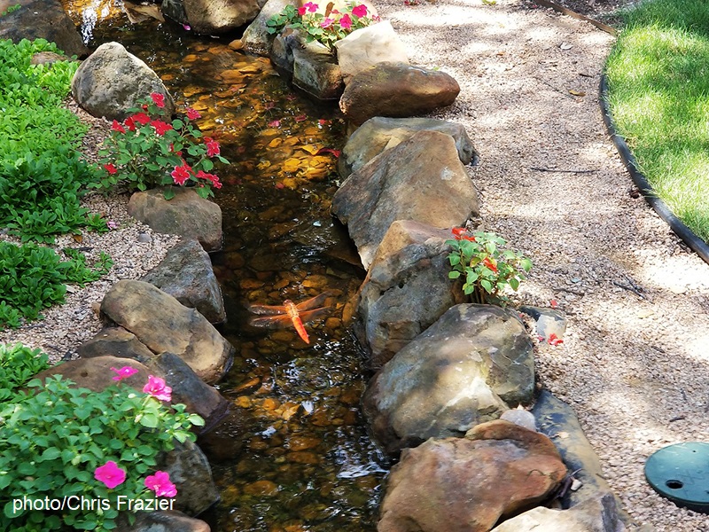 Neon skimmer on front yard stream photo Chris Frazier 