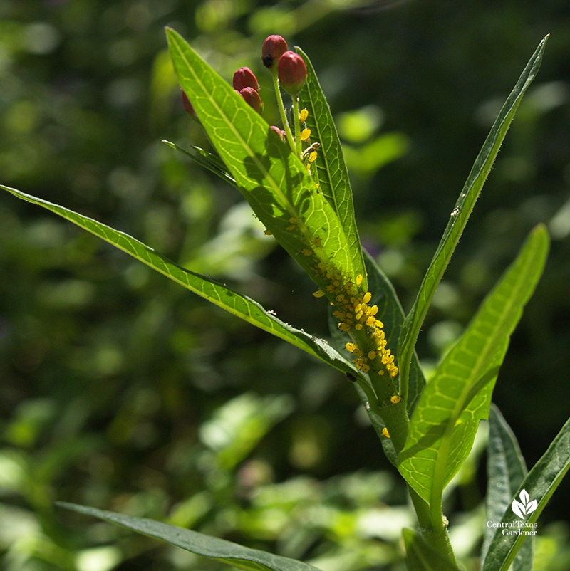 oleander aphids on tropical milkweed
