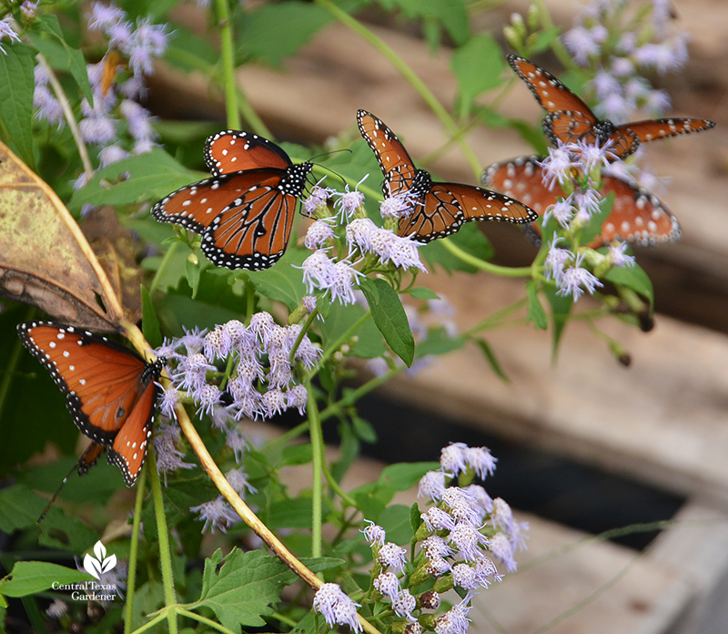 Queen butterflies mistflower flowers Conoclinium coelestinum Central Texas Gardener