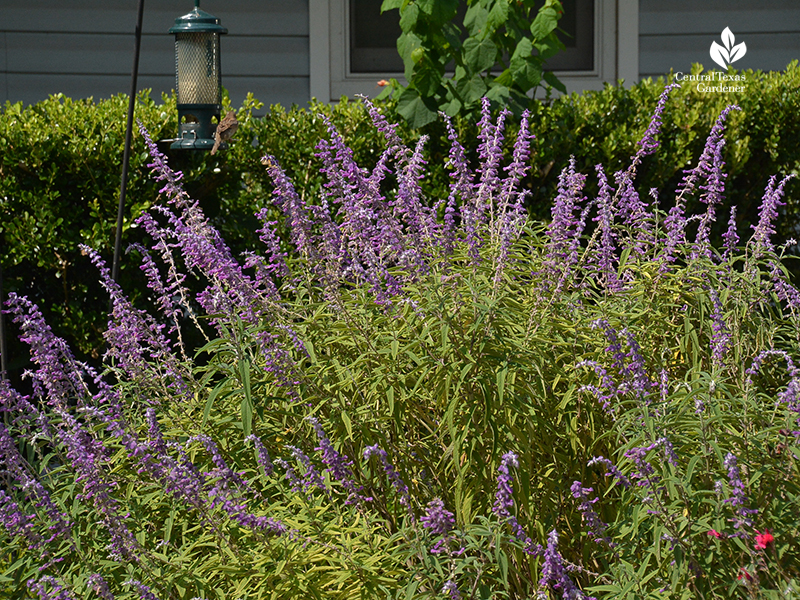 Salvia leucantha Central Texas Gardener