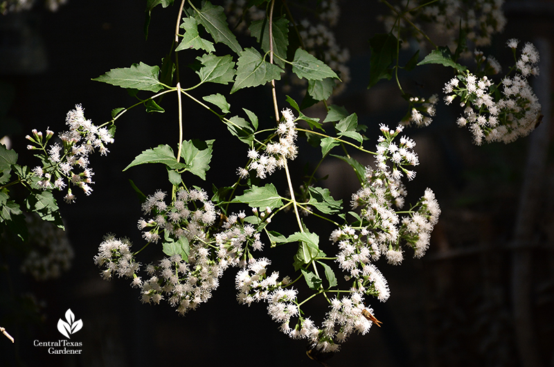 shrubby boneset white mistflower