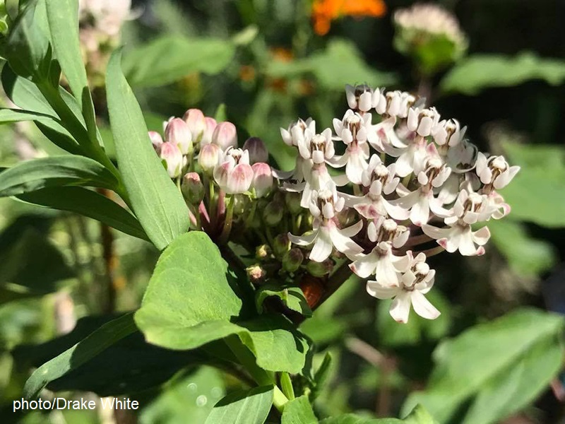 Texas milkweed