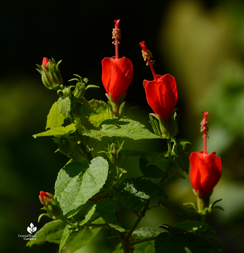 turk's cap flowers