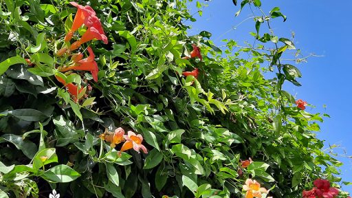 trumpet vine and crossvine flowers