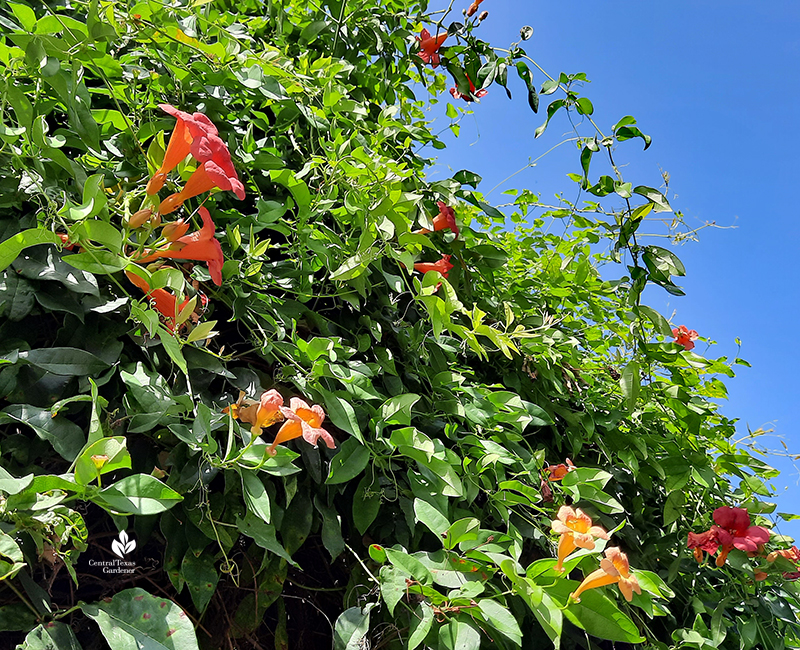 trumpet vine and crossvine flowers 