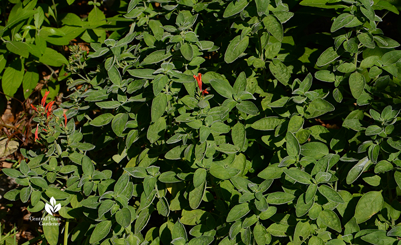 Dicliptera suberecta foliage and flowers