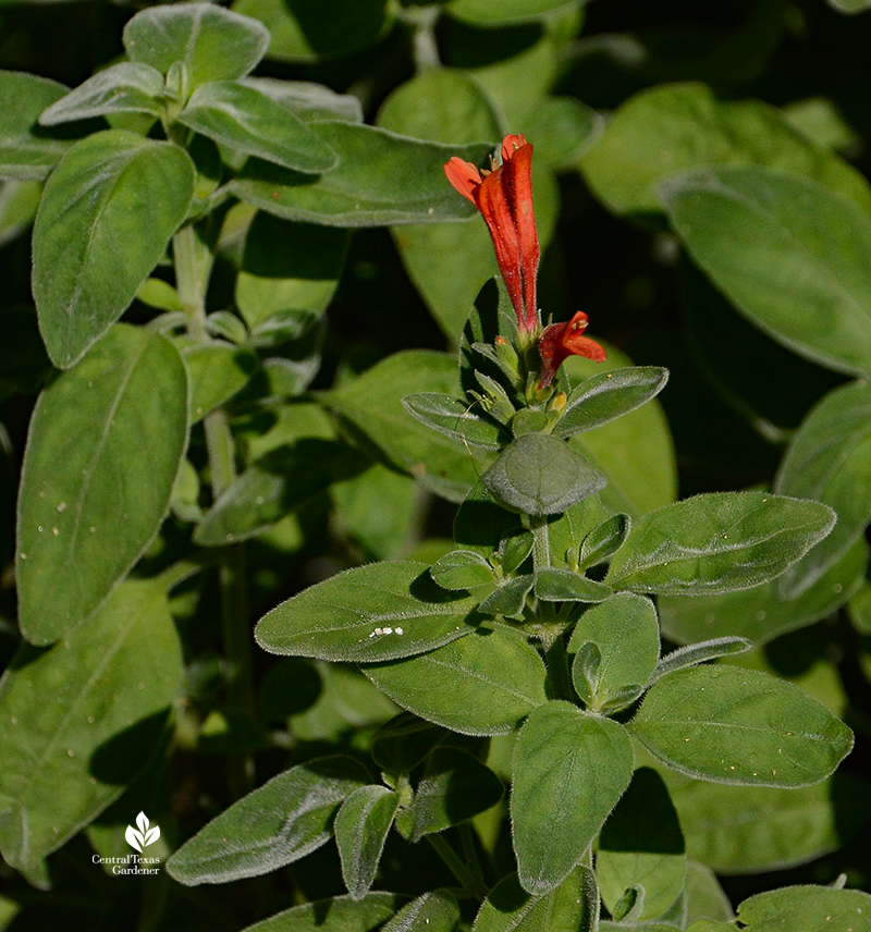 Dicliptera suberecta flowers