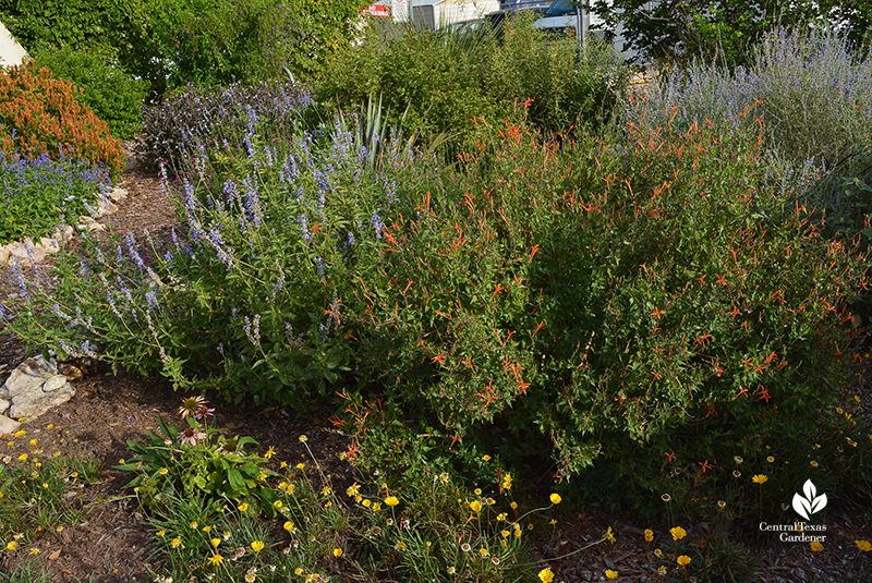 flame acanthus four-nerve daisy salvia farinacea orange shrimp Travis County Extension demonstration garden 