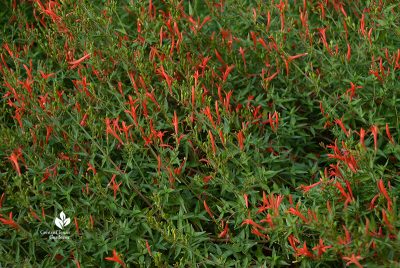 flame acanthus flowers