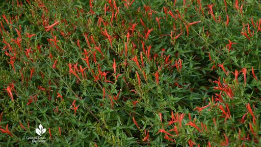 flame acanthus flowers