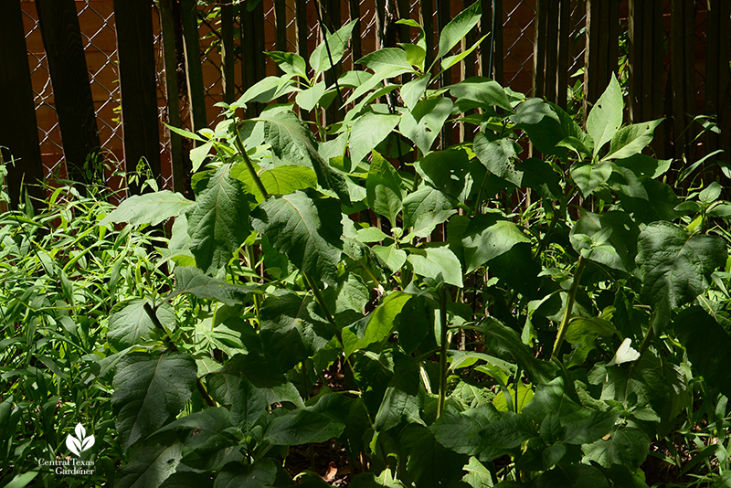 native frostweed foliage