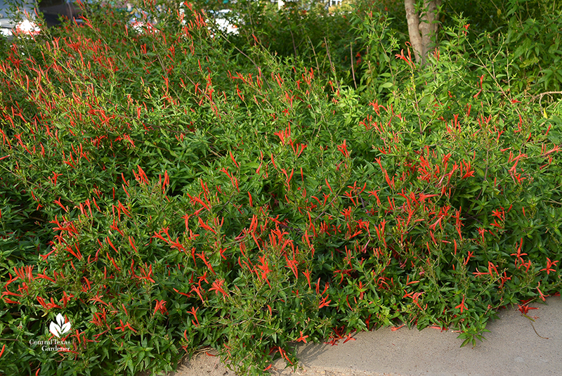 flame acanthus fall flowers