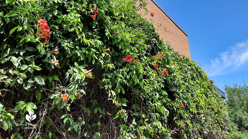 crossvine and trumpet vine on building trellis 