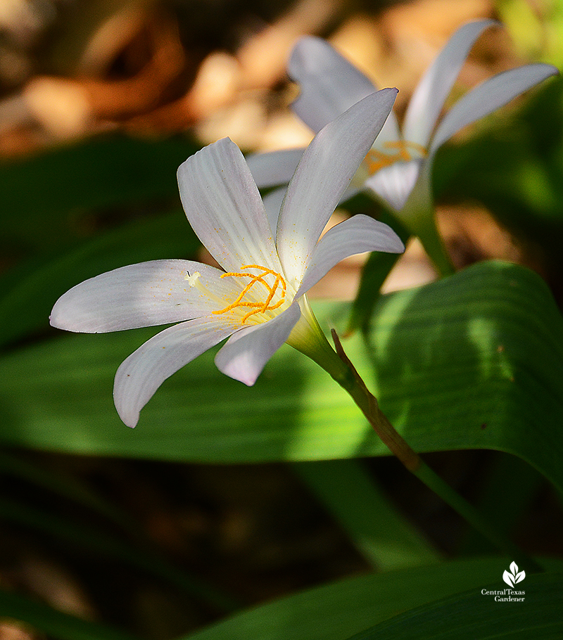 rain lilies Zephyranthes Labuffarosa