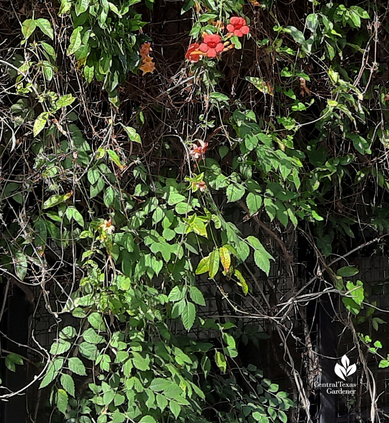 trumpet vine leaves