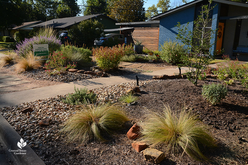 no lawn native plants Mexican feather Lindheimer muhly Salvias stone pathway 