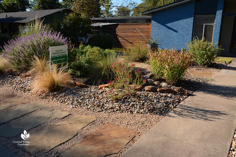 stone path sidewalk Lindheimer muhly, pavonia, salvias no lawn native plant front yard 