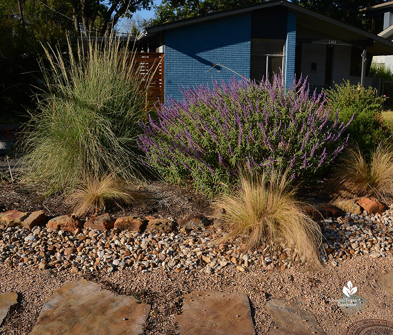 Salvia leucantha Lindheimer muhly 