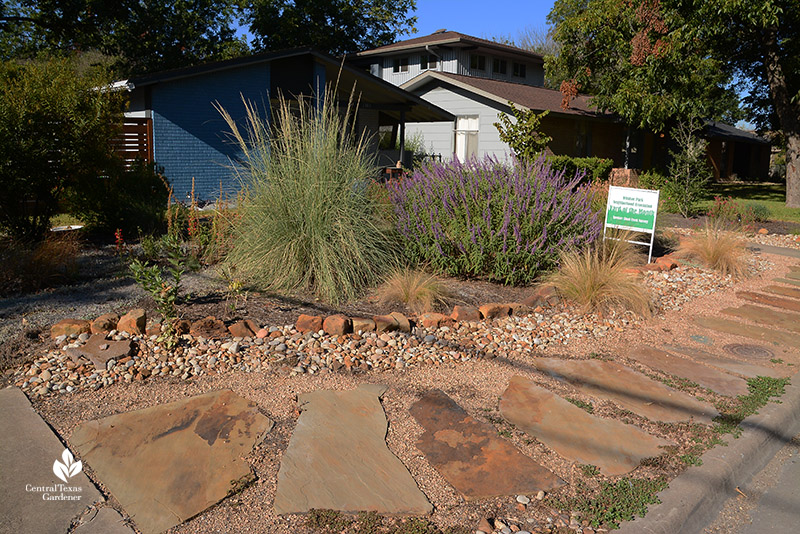 front yard stone path native plant garden Muhly grasses salvias Mexican feather grass 