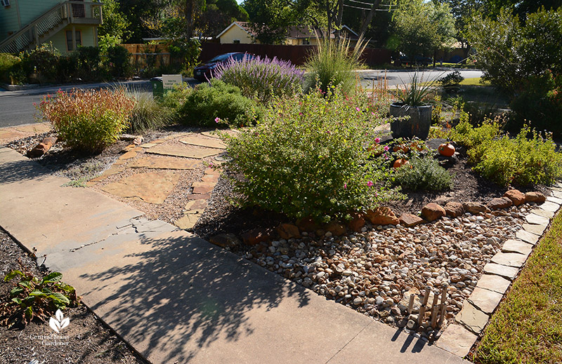 front yard island bed stone pathway native plants pavonia 