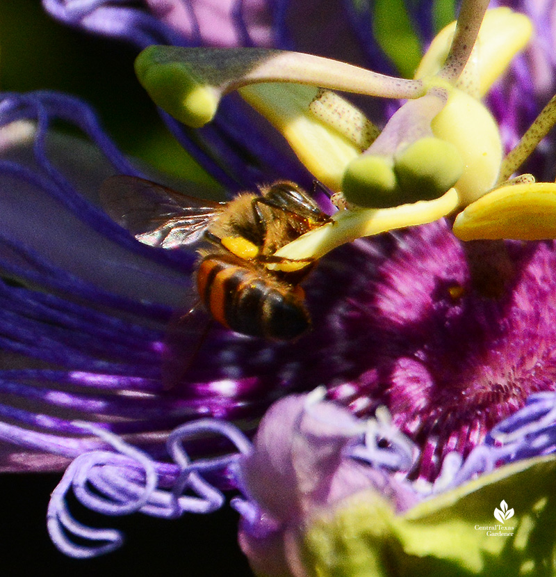 bee on passion vine flower