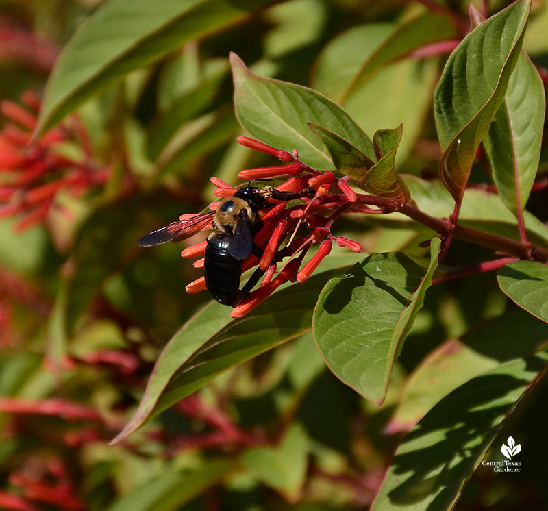 carpenter bee on firebush flame orange flower