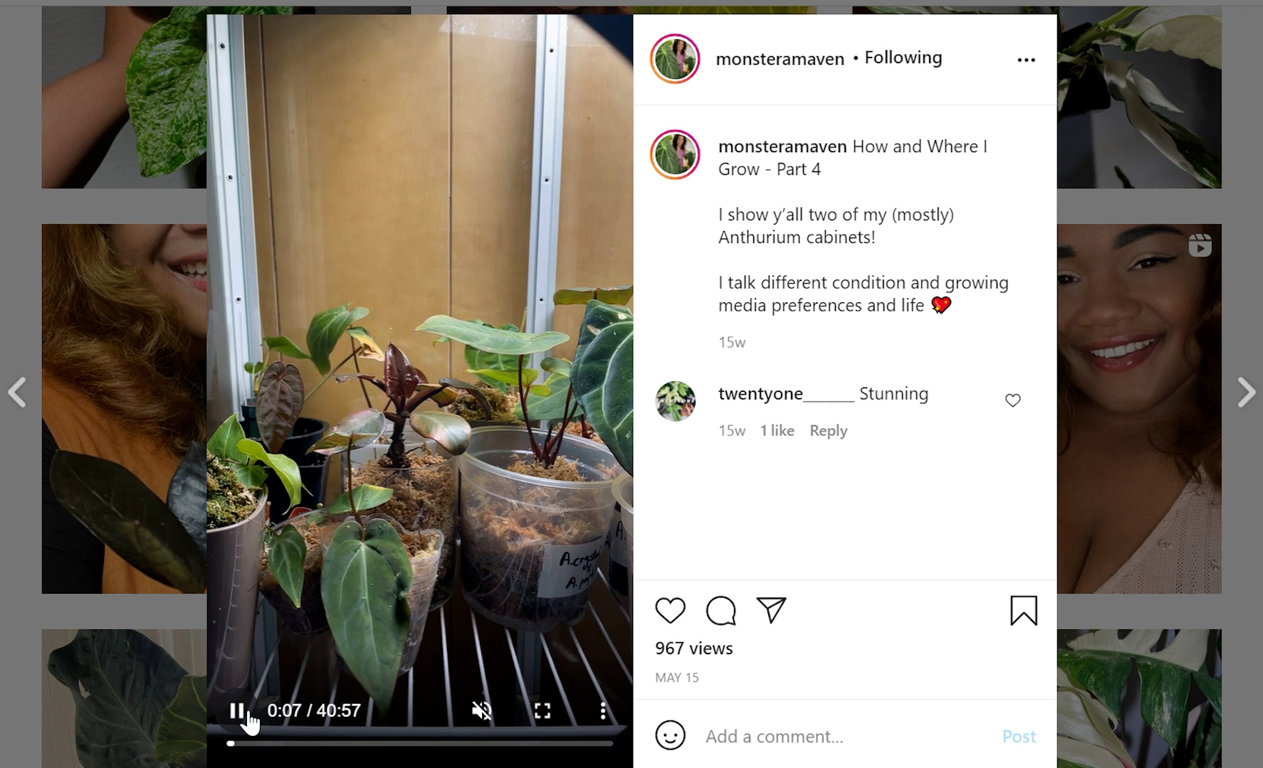 Instagram page monstera maven plant information