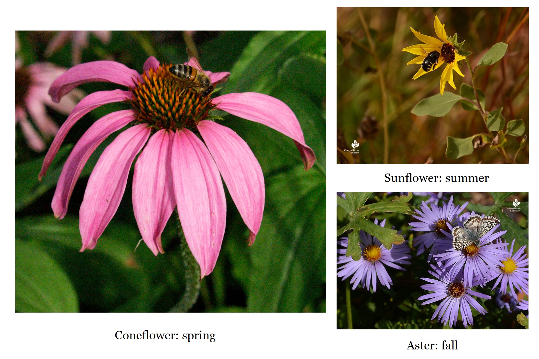 coneflower sunflower aster