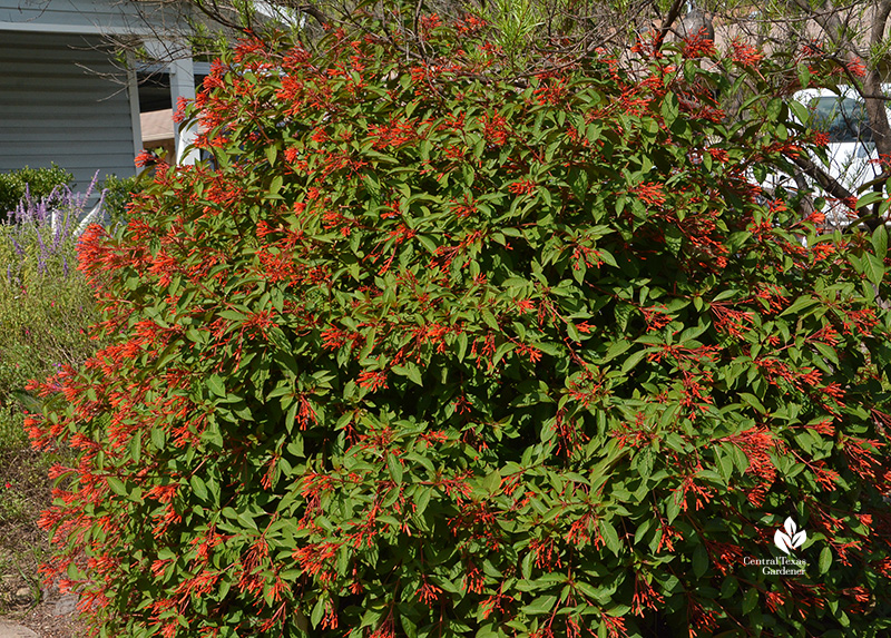 firebush Hamelia patens shrub with flame orange flowers