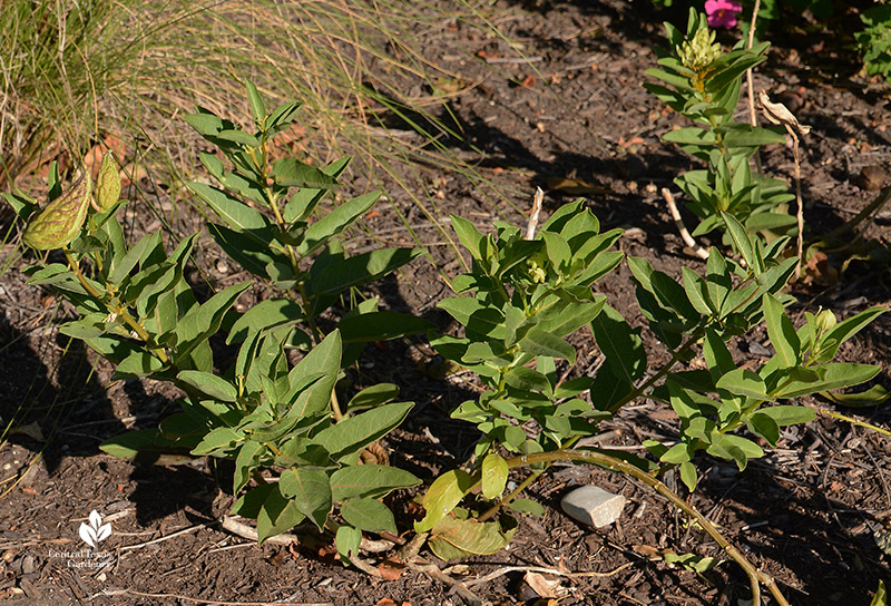 Green milkweed and seed pods