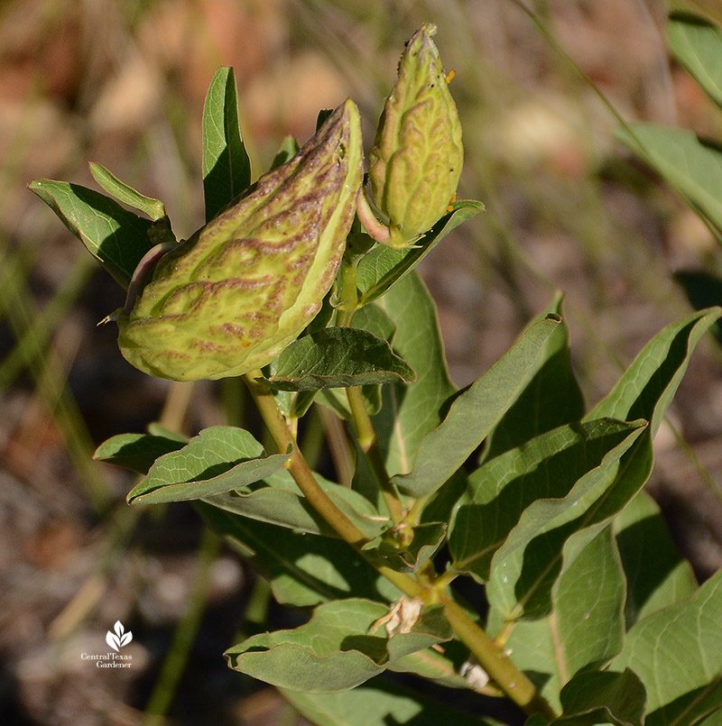 green milkweed seed pods