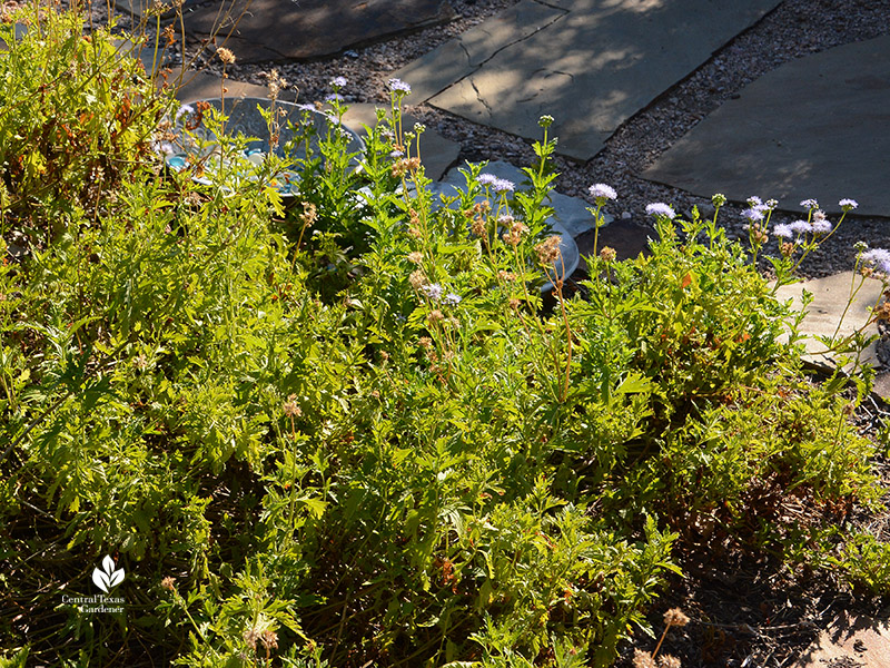 Gregg's mistflower