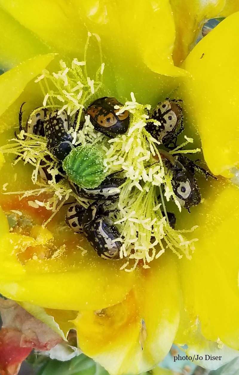 Kern's flower scarab inside prickly pear flower