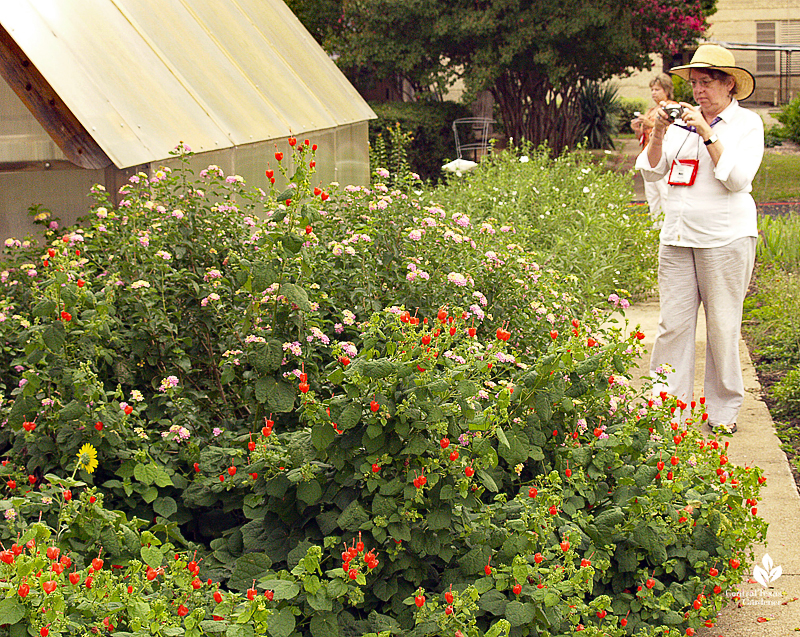 Mary Irish photographing native plants