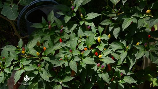 NuMex Twilight edible pepper