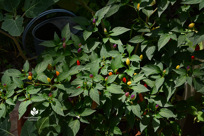 NuMex Twilight edible pepper