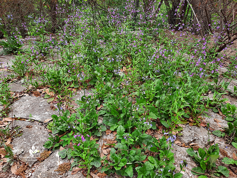 Salvia lyrata and Brazos penstemon flowers in flagstone cracks