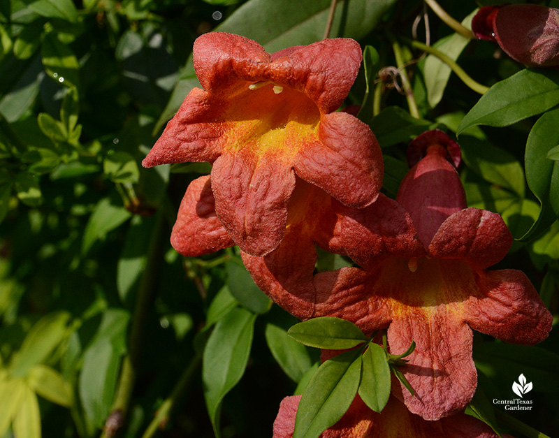 Tangerine Beauty crossvine